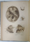 ATLANTE DI ANATOMIA DELL 'UOMO dei C.E.BOCK ...GIOVANNI ANTONELLI , 1891
