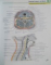 ATLAS OF HUMAN ANATOMY de FRANK H. NETTER