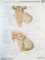 ATLAS OF HUMAN ANATOMY de FRANK H. NETTER