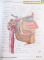 ATLAS OF HUMAN ANATOMY de FRANK H. NETTER