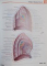 ATLAS OF HUMAN ANATOMY de FRANK H. NETTER