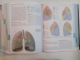 GRAY'S , ANATOMY , THE ANATOMICAL BASIS OF CLINICAL PRACTICE , FORTIETH EDITION de SUSAN STANDRING , 2008