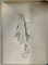 L 'OEUVRE SCIENTIFIQUE de FR. J. RAINER,  I. : NEUROLOGIE VEGETATIVE , 35 PLANCHES ET 40 FIGURES DANS LE TEXTE , 1945