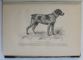 LES CHIENS D ' ARRET FRANCAIS ET ANGLAIS , illustrations de E. BELLECROIX , 1886