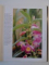 ORCHIDS A CARE MANUAL de BRIAN & SARA RITTERSHAUSEN , 2006