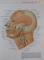 SOBOTTA , ATLAS OF HUMAN ANATOMY EDITED  by JOCHEN STAUBESAND , VOL I - II , 1990