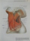 SOBOTTA , ATLAS OF HUMAN ANATOMY EDITED  by JOCHEN STAUBESAND , VOL I - II , 1990