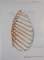 SOBOTTA , ATLAS OF HUMAN ANATOMY EDITED  by JOCHEN STAUBESAND , VOL I - II , 1990