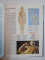 THE ILLUSTRATED ENCYCLOPEDIA OF THE HUMAN BODY de MICHAEL BISACRE , RICHARD CARLISLE , DEBORAH ROBERTSON , JOHN RUCK , 1975