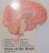 THE PATIENT GUIDE TO THE HUMAN BRAIN , 1990