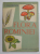 FLORA ROMANIEI , EDITIA A III - A de I. SIMIONESCU , 1961