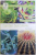 GARDEN SUCULENTS by TERRY HEWITT - THE ROYAL HORTICULTURAL SOCIETY  HANDBOOKS , 2008