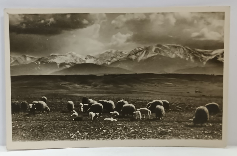 AVRIG , OI LA PASCUT , IN PLAN INDEPARTAT MUNTII FAGARAS , FOTOGRAFIE FORMAT CARTE POSTALA , INTERBELICA