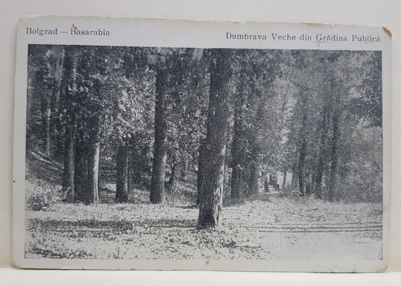 BOLGRAD - BASARABIA - DUMBRAVA VECHE DIN GRADINA PUBLICA , CARTE POSTALA ILUSTRATA , FOTOGRAF N. LETNIC , INCEPUTUL; SECOLULUI XX