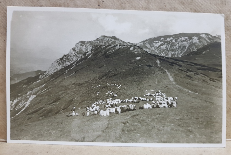 CIOBANI CU OI SI VACI LA PASCUT LA MUNTE , LA CRUCEA LUI LEONIDA , SPRE BRAN , FOTOGRAFIE TIP CARTE POSTALA , MONOCROMA, NECIRCULATA , PERIOADA INTERBELICA