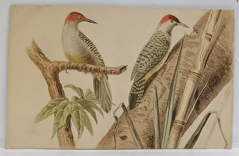 DOUA CIOCANITORI , GRAVURA COLORATA MANUAL , CARTE POSTALA ILUSTRATA , CLASICA ,CCA. 1900