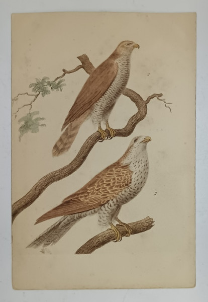 DOUA PASARI DE PRADA , GRAVURA COLORATA MANUAL , CARTE POSTALA  ILUSTRATA , CLASICA , CCA . 1900