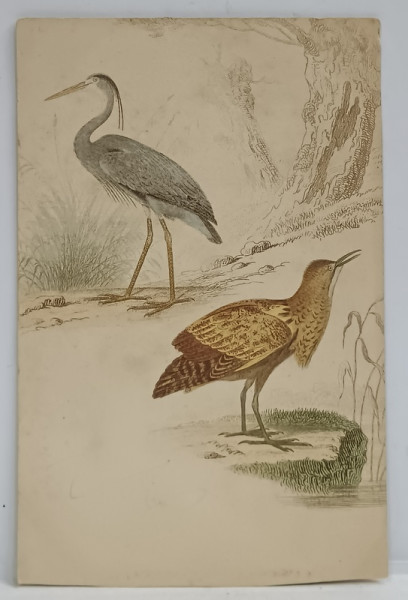 EGRETA SI DROPIE , GRAVURA COLORATA MANUAL , CARTE POSTALA , CLASICA , CCA. 1900