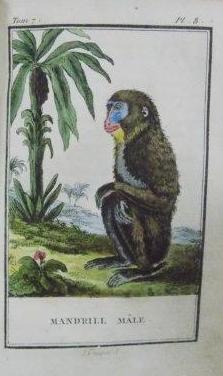 Histoire Naturelle par Buffon 1799