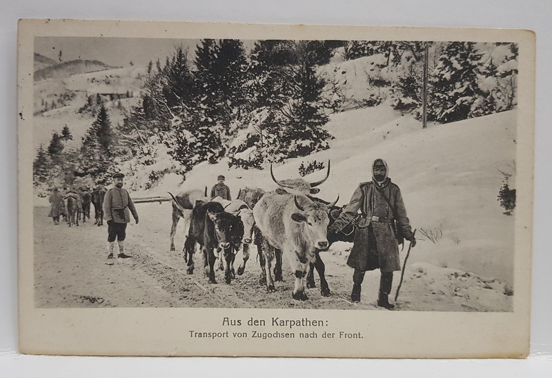 IN CARPATI , TRANSPORT CU BOII CATRE FRONT , IARNA , CARTE POSTALA , DATATA 1918