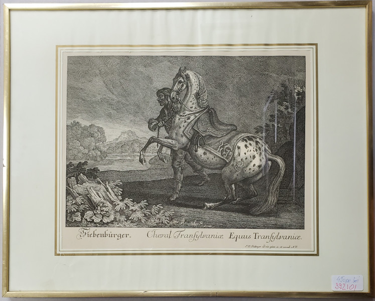 Johann Elias Ridinger (1698–1767), Siebenburgen, Cheval Transilvanice - Gravura, Secol XIX