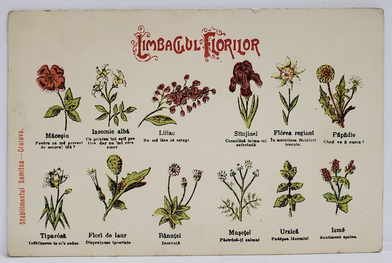 LIMBAJUL FLORILOR , CARTE POSTALA , CROMOLITOGRAFIE , CLASICA