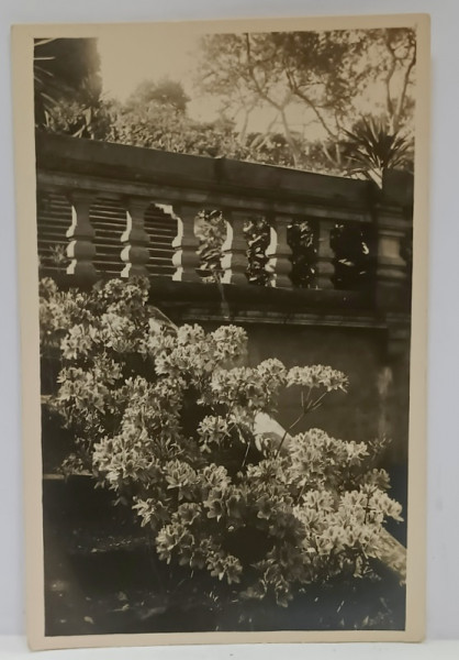 PALATUL BRUCKENTHAL DIN AVRIG , PARAPET CU AZALEE , CARTE POSTALA , INTERBELICA