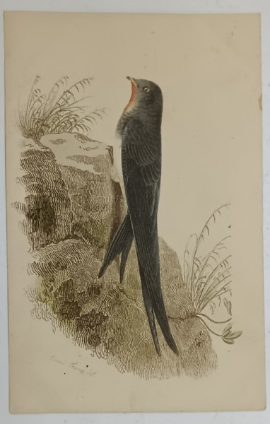 PASARE PE STANCA , GRAVURA COLORATA MANUAL , CARTE POSTALA ILUSTRATA , CLASICA