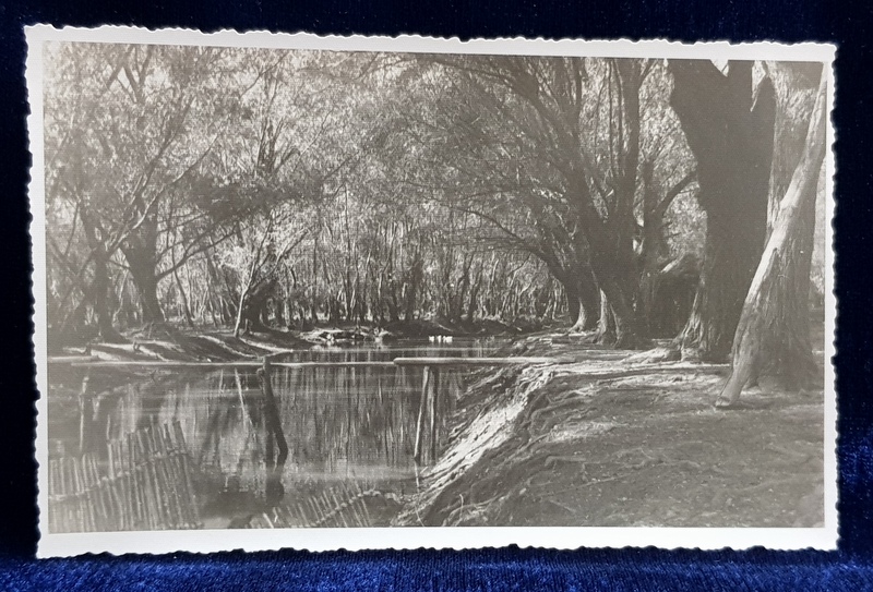 PETRE NESTOR , PHOTO BRAILA , PEISAJ DIN INSULA MARE  A BRAILEI , FOTOGRAFIE TIP CARTE POSTALA , INTERBELICA