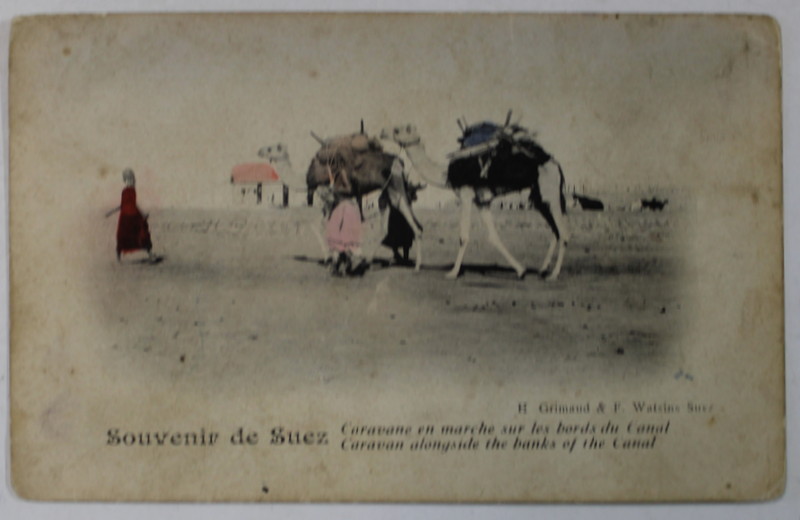 SOUVENIR DE SUEZ , CARAVANE DE CAMILE PE MALURILE CANALULUI , CARTE POSTALA , INCEPUTUL SEC. XX