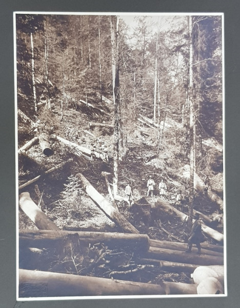 VEDERE SPRE OMUL  - BUCEGI  / EXPLOATARE DE PADURE , MOLDOVA , FOTOGRAFII PRINSE PE CARTON , FATA  - VERSO , FOTOGRAF NICOLAE TOTU , MONOCROME, PERIOADA INTERBELICA